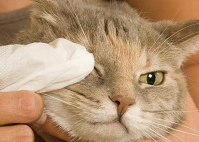 Jangan Diberi Obat Manusia! Berikut 5 Cara Alami Mengobati Mata Kucing Belekan