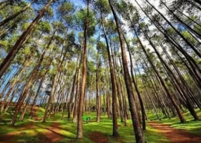 Camping Nyaman! Ini 4 Rekomendasi Wisata Hutan Pinus di Majalengka, Nomor 4 Belum Banyak yang Tahu!