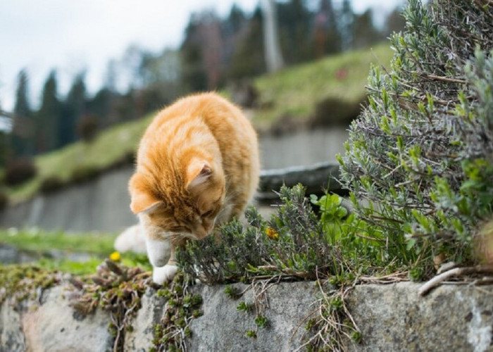 Ini Dia 4 Alasan Menarik Kenapa Kucing Makan Rumput Yang Perlu Kamu Ketahui