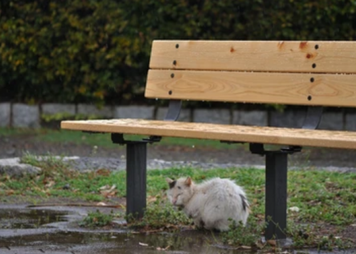 Misteri Terungkap! Ke Mana Kucing saat Banjir atau Hujan? Ternyata Inilah Tempat Berteduh Anabul