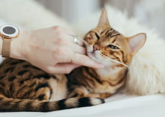 3 Manfaat Tidur Bersama Dengan Kucing Menurut Dokter Hewan, Bernakah Ada Kaitannya Dengan Kesehatan? Yuk Simak