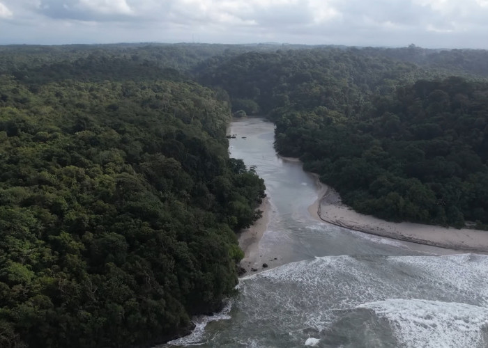 5 Fakta Leuweung Sancang, Hutan Paling 'Angker' di Pulau Jawa, Ada Tanaman Beracun dan Berbahaya