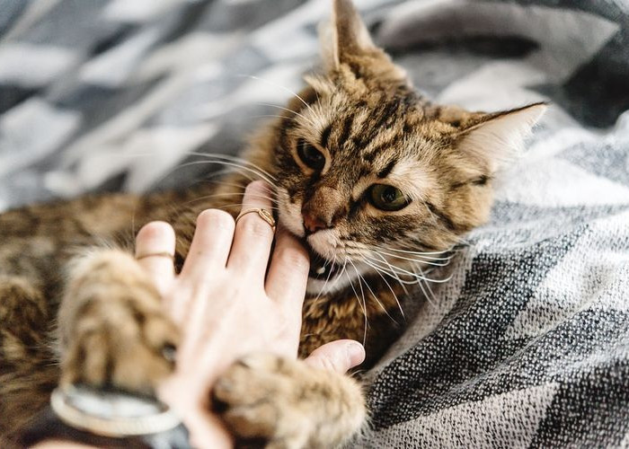 Dampak Buruk Ini Jangan Dibiarkan! Inilah 5 Tanda-tanda Kucing Stes Bisa Menjadi Penyakit Fatal, Mengerikan!