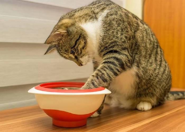 Kenapa Kucing Suka Mengubur Sisa Makanannya? Ternyata Karena 4 Faktor Ini