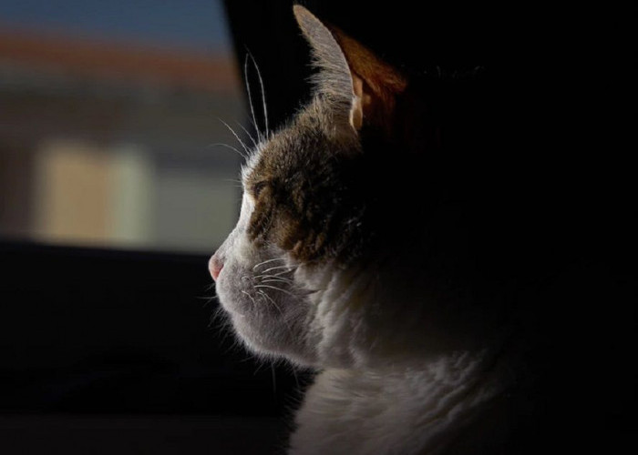 Cat Lovers Harus Peka! Kenali 5 Tanda Kucing Sedih yang Sering Diabaikan, Bisa Bikin Kucing Stres Lho!