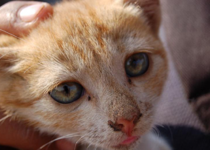 Terkenal Nakal Dan Penuh Aksi, Ternyata Ini Makna Perilaku Kucing Kampung Oranye Yang Belum Kamu Ketahui
