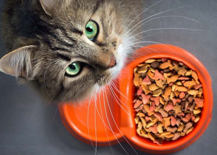 Menjaga Kesehatan Anabul dengan 3 Makanan Kucing yang Bagus untuk Bulu dan Dapat Menggemukan Loh!
