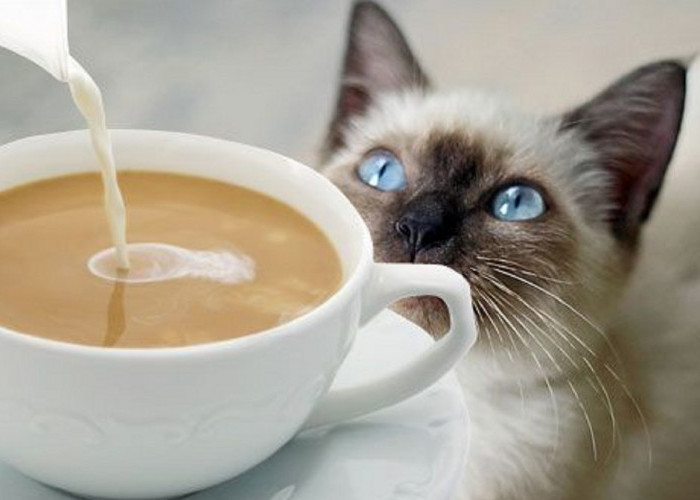 Benarkah Kucing Tidak Suka Dengan Aroma Kopi? Yuk Simak 6 Bau Yang Tidak Disukai Kucing
