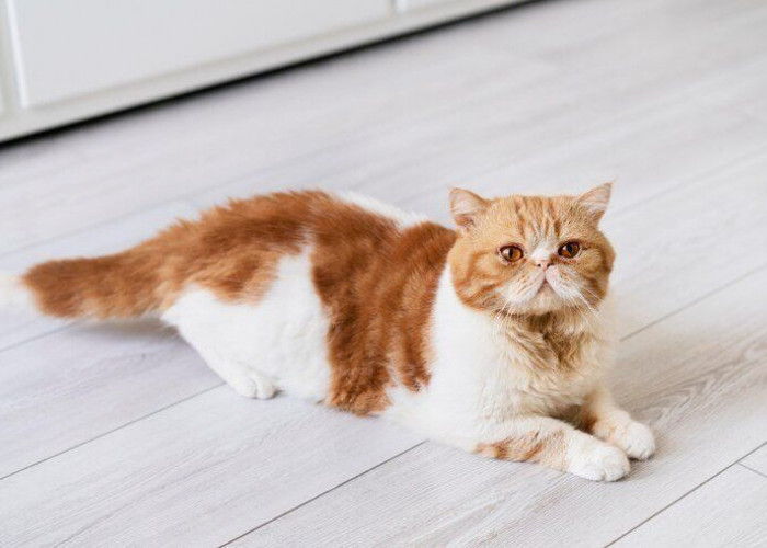Inilah 4 Cedera Ekor yang Bisa Dialami Oleh Kucing, Pemilik Kucing Harus Tahu!