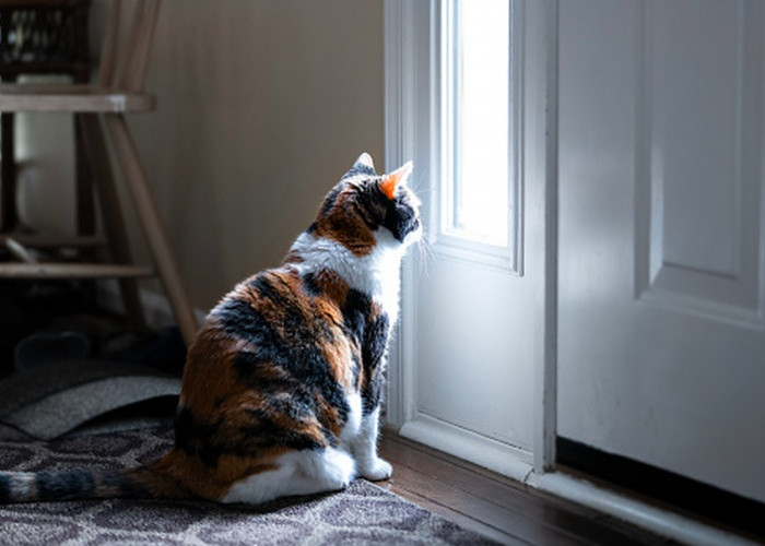 Dikenal dengan Sikap yang Lembut Ternyata Kucing dapat Dijadikan Hewan Penjaga di Rumah, Ampuh Mengusir Ular!
