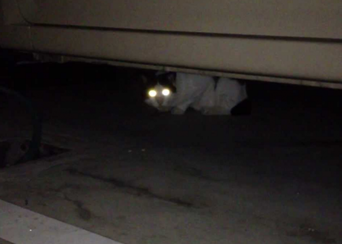 Penjelasan Ilmiah Kenapa Mata Kucing Menyala di Tempat Gelap, Bisa Melihat Dalam Kegelapan