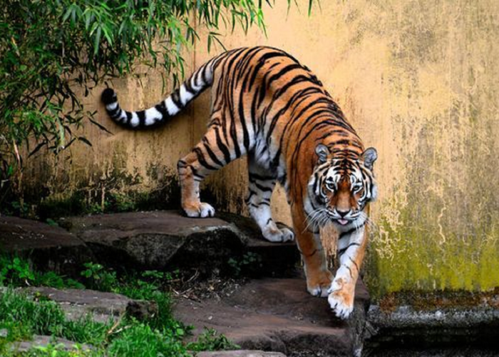 Sekilas Terlihat Serupa, Tapi Ternyata Inilah Perbedaan Antara Harimau dengan Macan