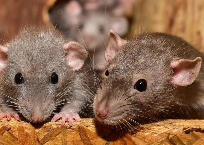Ketahui Yu Pertanda Keberadaan Tikus di Rumah, Berikut 5 Tanda-tanda Pasti Ada Tikus Bersarang!