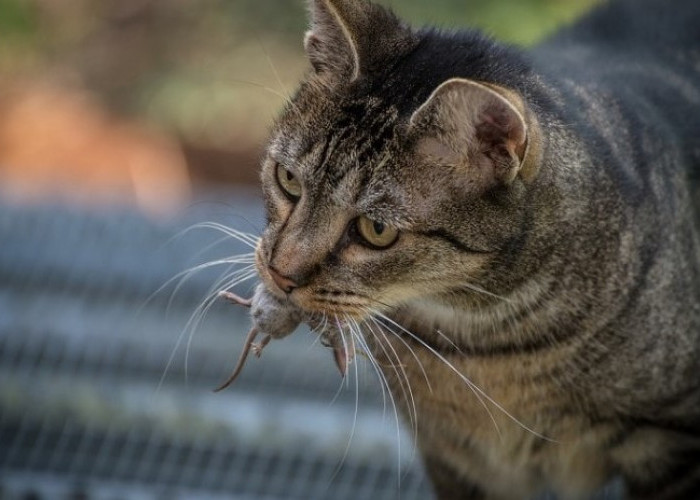 Risih Kucing Sering Bawa Bangkai TIkus? Ini 4 Cara Agar Kucing Tidak Membawa Bangkai Tikus ke Rumah Lagi!