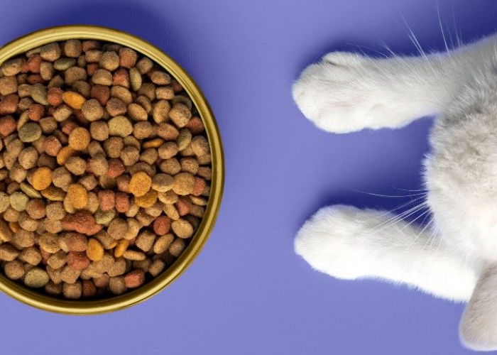 Berikut 5 Produk Makanan Kucing Terbaik, yang Bagus Untuk Kesehatan Bulu dan Kulit Peliharaan Kita!