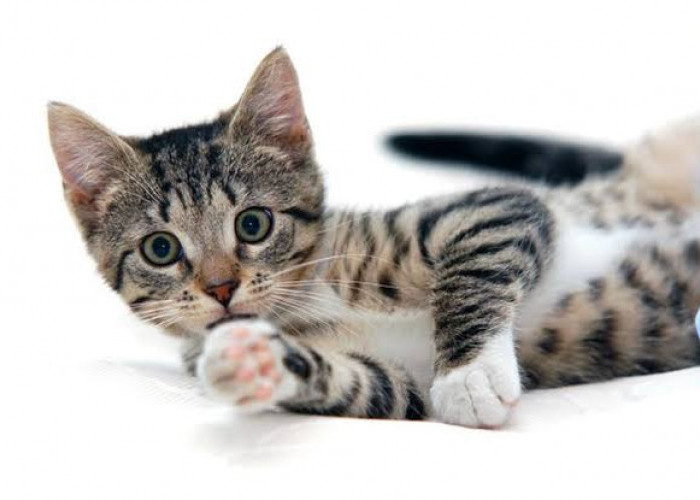 Sejumlah Fakta Menarik Kucing Belang Tiga dan Mitosnya 