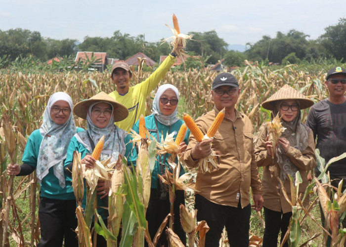 Penopang Industri Peternakan, Kuningan Pilih Kembangkan Jagung Pakan
