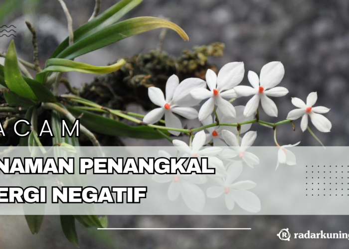 Bisa Menjaga Keharmonisan Keluarga? Ini Dia 5 Macam Tanaman Penangkal Energi Negatif