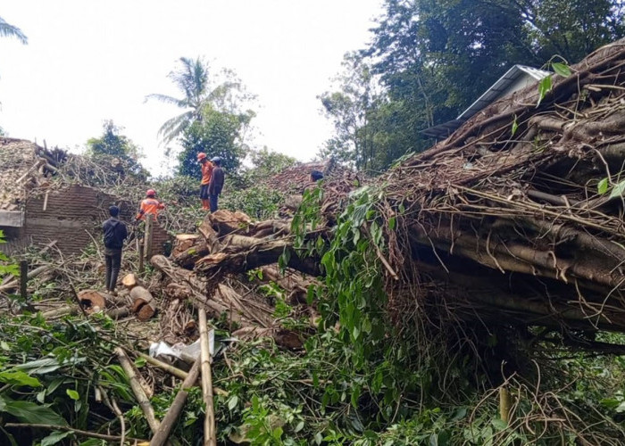 Pohon Raksasa Tumbang Rusak 3 Rumah di Purwawinangun