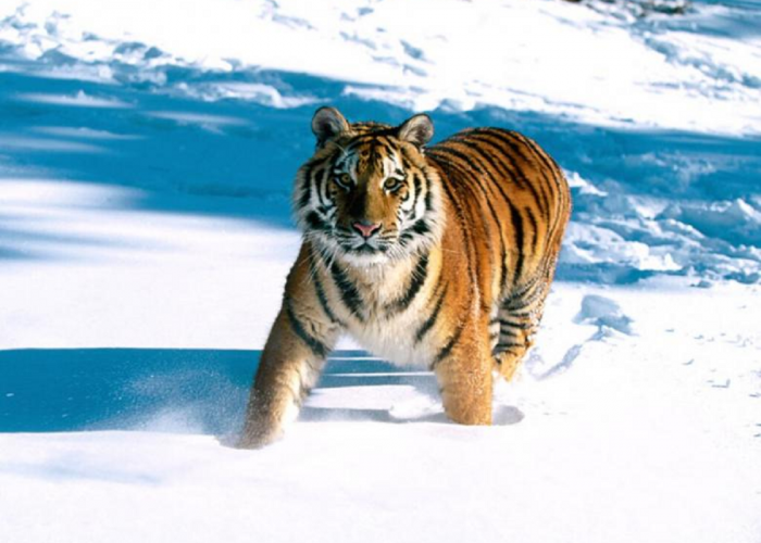 Punah Terlebih Dahulu Sebelum Harimau Jawa? Ini Daftar Harimau Yang Sudah Punah Di Alam, Kamu Wajib Tahu! 