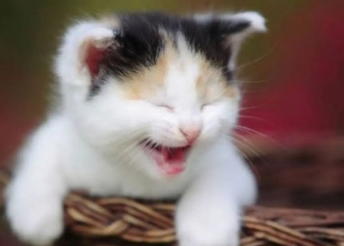 Terlihat Sangat Gemoy, Inilah 3 Cara Romantis Kucing Peliharaan Mengungkapkan Terima Kasih Kepada Sang Majikan