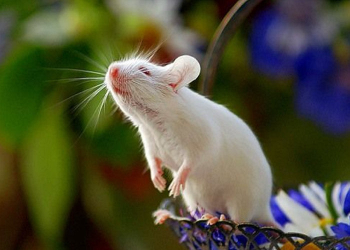 Tikus Kabur Karena Baunya, Berikut 5 Bau Alami Yang Tidak Disukai Tikus