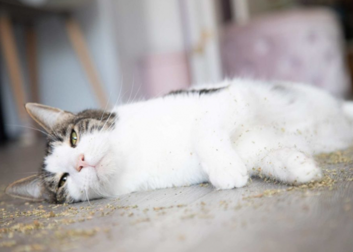 Inilah Tanaman yang Bikin Kucing Mabuk, 5 Fakta Unik Tanaman Catnip, Bisa Diminum Manusia?