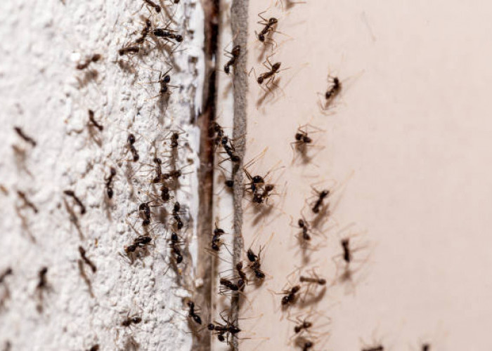 Bukan Cuma Kapur, Ini 6 Cara Membasmi Sarang Semut di Rumah, Ternyata Mudah dan Sederhana