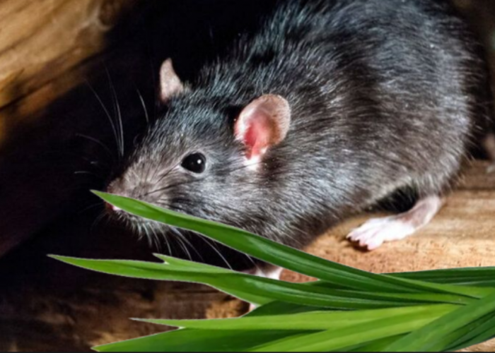 Baunya Wangi tapi Tidak Disukai Hama, Ini 4 Cara Membasmi Tikus Menggunakan Daun Pandan