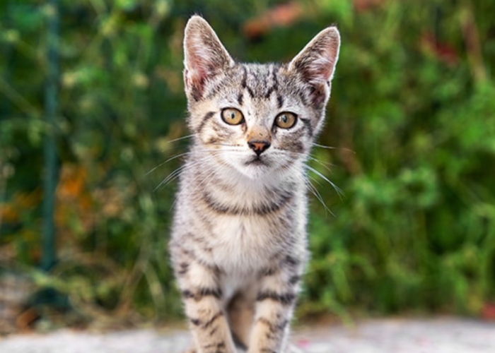 Mengadopsi Kucing Jalanan? Ini 7 Penyakit yang Umum Menyerang Kucing Kampung dan Perlu Diwaspadai