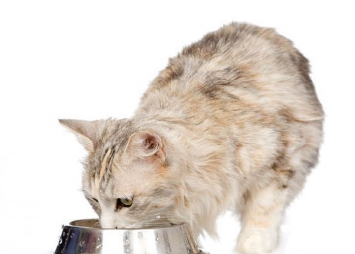 6 Rekomendasi Jenis Makanan Kucing Murah Mulai 20 Ribuan Saja, Para Catlovers Wajib Baca!