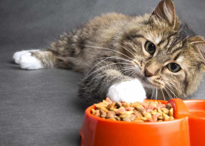 5 Penyebab Kucing Tidak Mau Makan dan Cara Mengatasinya, Ganti Makanan?