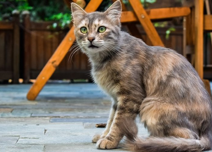 Kucing Liar Takut Ini! 5 Tips Mengusir Kucing Liar Tanpa Menyakiti dan Tanpa Membuat Trauma, Ketahui Yu!