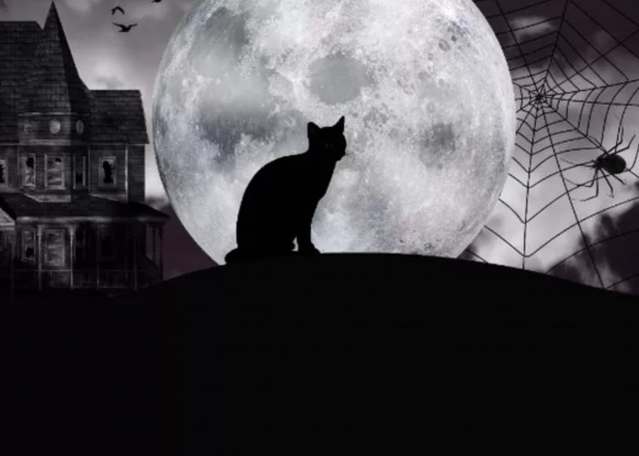 Arti Suara Kucing Mengeong Pada Malam Hari yang Kadang Suka Bikin Merinding, Ternyata Ini Alasannya