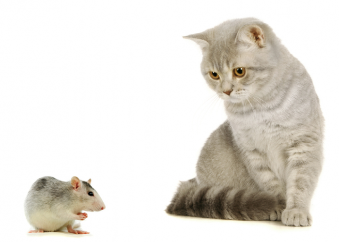 Kenapa Ada Kucing yang Tidak Tertarik Berburu Tikus? Bukan karena Malas, Simak 2 Poin Berikut