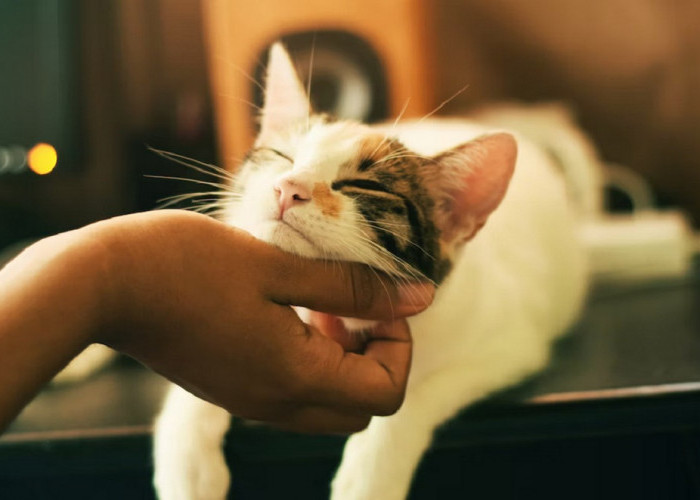 Kenali 6 Cara Kucing Menunjukan Kasih Sayang dan Perhatiannya Kepadamu, Ini Yang Di Lakukannya