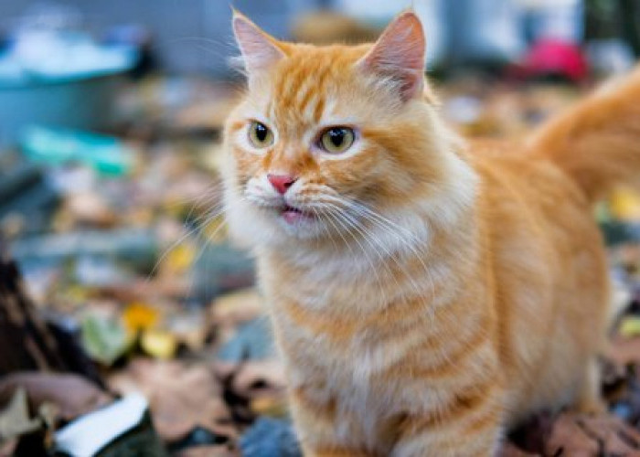 Mudah dan Sederhana, 5 Cara Melebatkan Bulu Kucing Kampung seperti Anggora, Bikin Lebih Menarik dan Gemas!