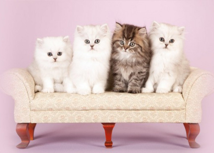 5 Rekomendasi Makanan Kucing Khusus untuk Mengatasi Bulu Rontok, Bikin Bulu Sehat dan Lebat Berkilau