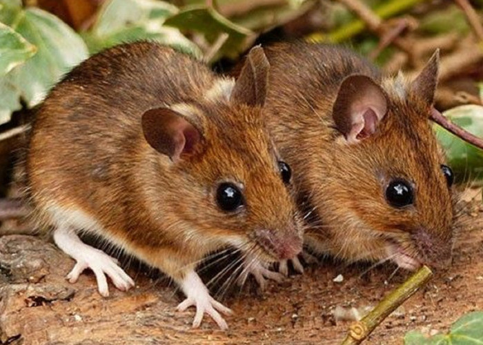5 Cara Efektif Mengusir Tikus Menggunakan Daun Salam, Rupanya Mudah dan Praktis!