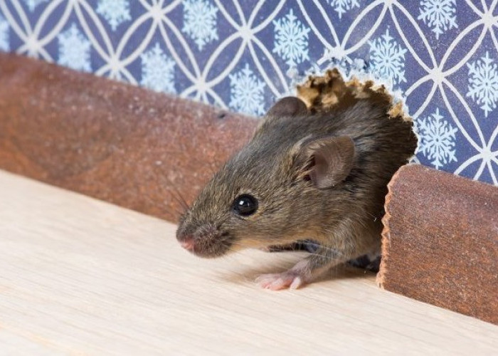 Ini 6 Tanda Kehadiran Tikus di Rumah, yang Mungkin Sering Kamu Abaikan!