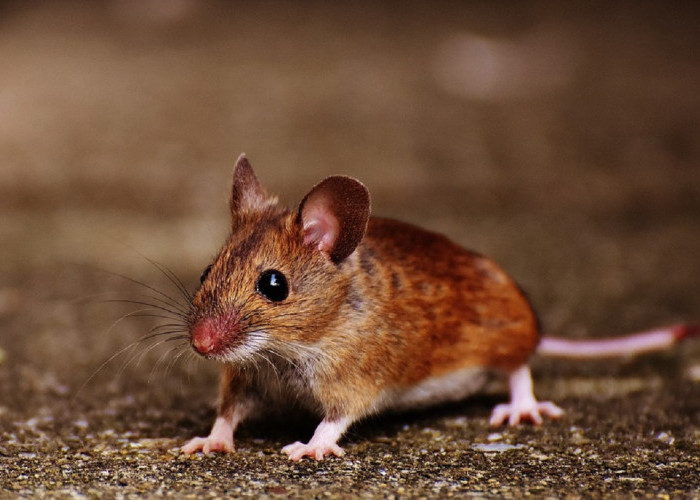 Tikus Tidak Suka Aromanya, Berikut 5 Bau Alami Yang Tidak Disukai Tikus, Cocok Mengusir Tikus Dari Rumah!