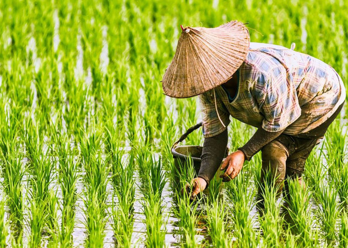 Petani Kuningan Kini Dilindugi Asuransi 