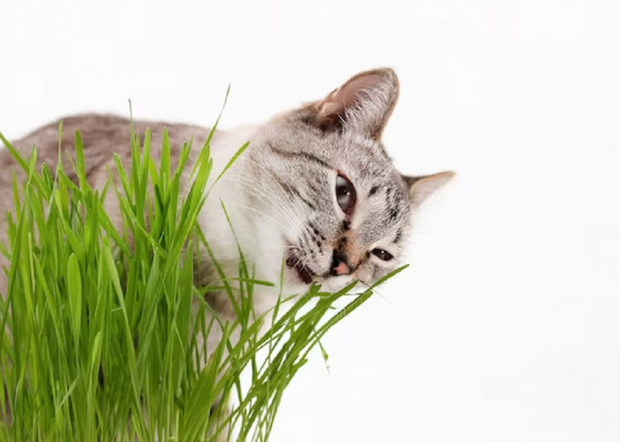 Ternyata Ini 3 Kode Alam Kucing Makan Rumput, Ternyata Tidak Bisa di Sepelekan