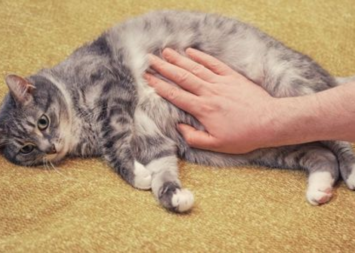 Waspada! Inilah 7 Ciri ciri Kucing Terkena Racun yang Jarang Disadari Pemiliknya, Nomor 2 Bikin Panik