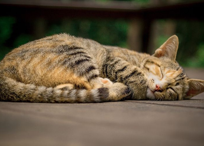 Mitos atau Fakta Jika Kucing Mati Didepan Rumah dapat Memberikan Kesialan? Inilah 3 Penjelasan yang Populer!