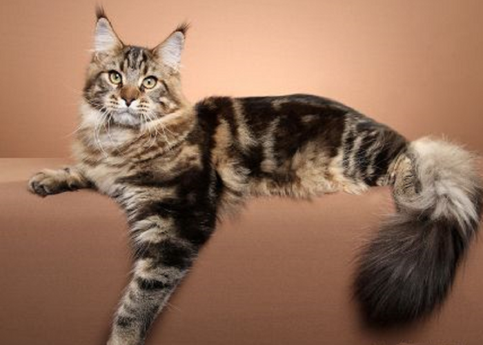 Yuk Mengenal Lebih Dalam Kucing Maine Coon, Si Kucing Raksasa yang Cantik dan Pandai Berenang