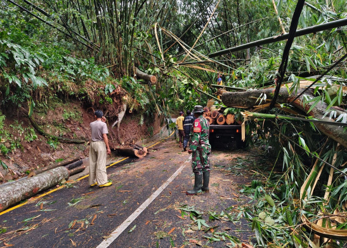 Pohon Tumbang Tutup Total Ruas Jalan Kiaradomba Desa Cileuya