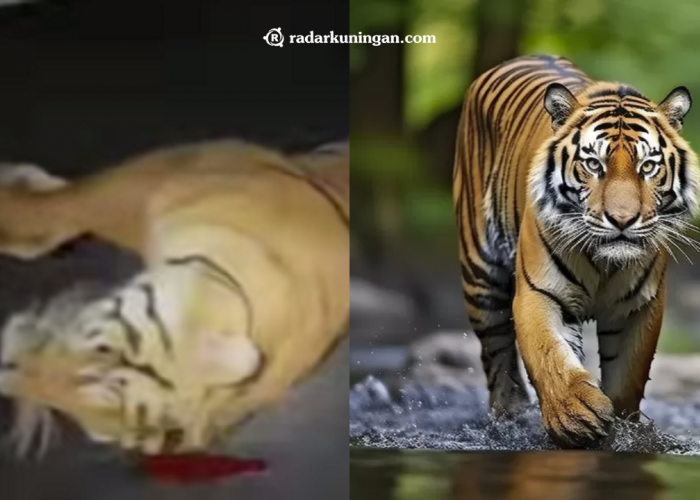 Viral Harimau Tertabrak Mobil! Ternyata Harimau Malaya dari Malaysia, Berikut Fakta tentang Harimau Malaya