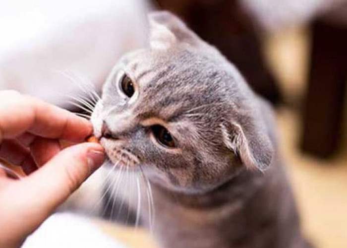 6 Cara Agar Kucing Nurut dan Tidak Nakal, Bisa Bikin Kucing Patuh dan Takluk Padamu!