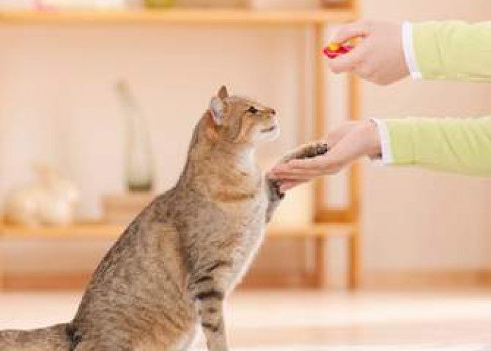 5 Cara Mengajari Kucing agar Nurut dan Pintar, Yuk Ikuti Tipsnya untuk Diterapkan Pada Anabul di Rumah